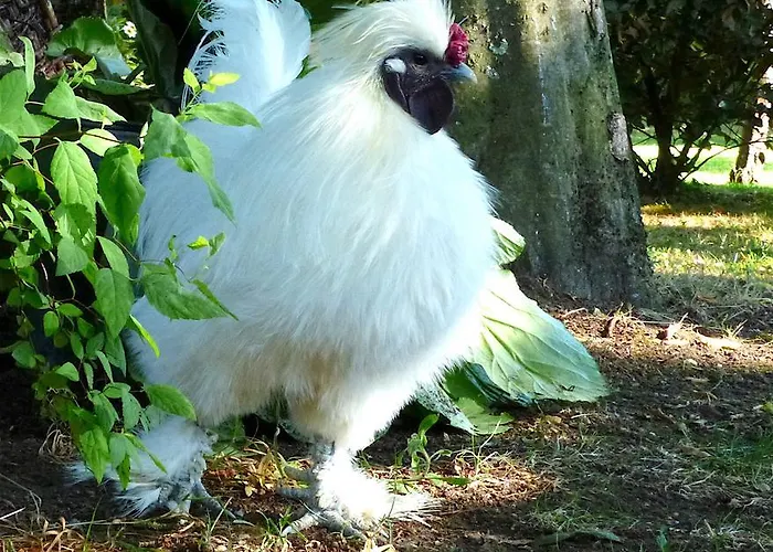 Alojamento de Acomodação e Pequeno-almoço La Claverie Sainte-Radégonde-des-Noyers